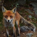 shallow focus photography of fox